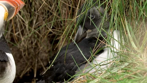 PUFFIN CHICK 100 IPS HD Stock Footage 90621775