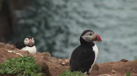 Puffin classic shot with ocean background Stock-Footage 64990546
