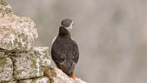 Puffin on cliff face Stock Footage 112069241