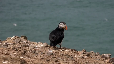 Puffin on cliff flapping wings in England UK 4K Stock Footage 111007687