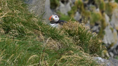 Puffin on a cliff Stock Footage 124265916