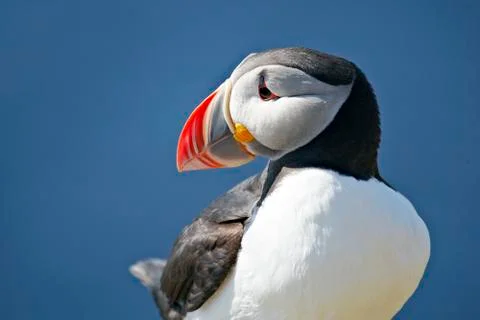 Puffin on a cliff Stock Photos