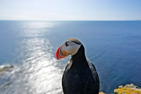 Puffin on a cliff Stock Photos