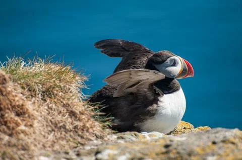 Puffin on the cliff Foto stock