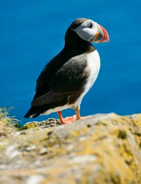 Puffin on the cliff Foto stock