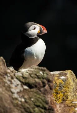 Puffin on the cliff Foto stock
