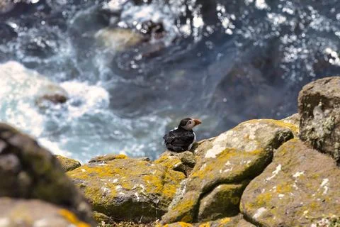 Puffin on Cliff's Edge with Rolling Waves in the Background 写真素材