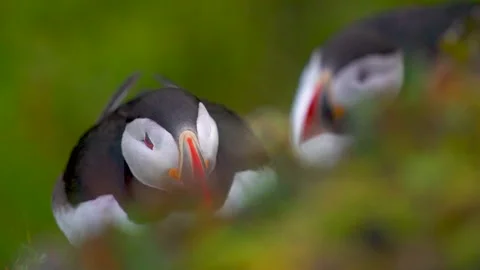 Puffin Close Up Face Eyes Cute Adorable Wildlife Bird in Grass Natural Habitat Stock Footage 256716537