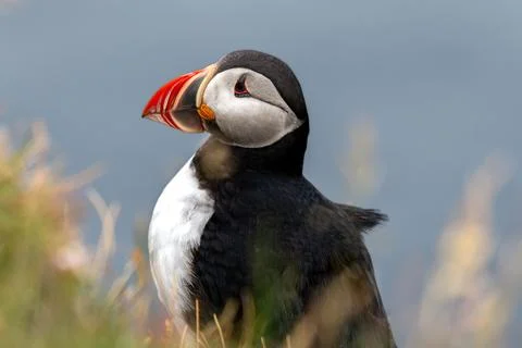 Puffin closeup Stock Photos