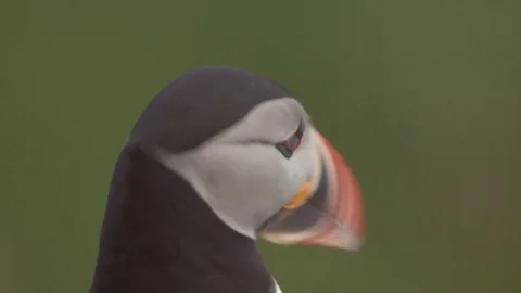 Puffin at the coast of norway Stock Footage 80766297