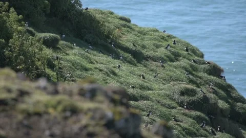 Puffin Colony on Mossy Coastal Cliffs, Iceland Stock Footage 345179810
