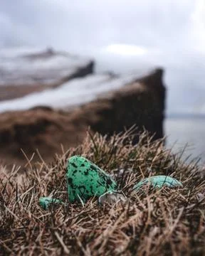 Puffin egg shell at Latrabjarg cliffs Stock Photos