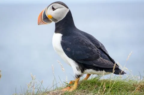 Puffin in Elliston Stock Photos