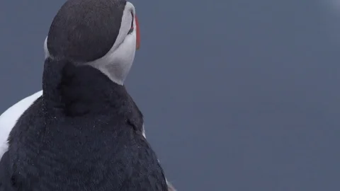 Puffin Face Close Up Stock Footage 76289377