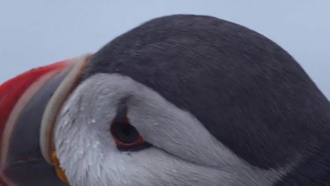 Puffin Face Close Up Stock Footage 76289388