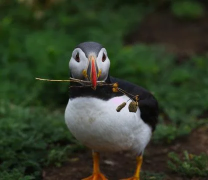 Puffin fetch Stock Photos