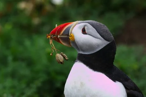 Puffin Fetch Side Stock Photos
