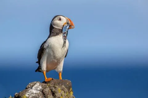 Puffin with fish Stock Photos