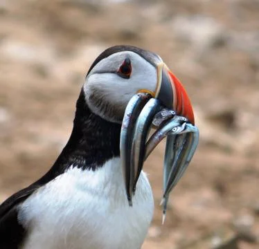 Puffin with fish Stock Photos