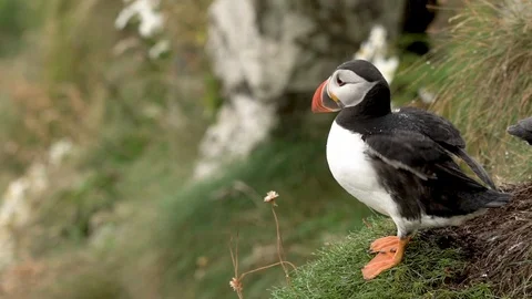 PUFFIN FLAP WINGS 100 IPS HD Stock Footage 90622482