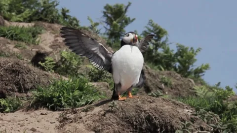 Puffin Flapping Its Wings on the Cliffs, Pembrokeshire, Wales Vidéo 288001441