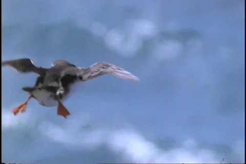 A Puffin flies through the air. Stock Footage
