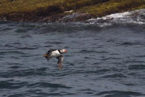 Puffin in Flight Stock Photos