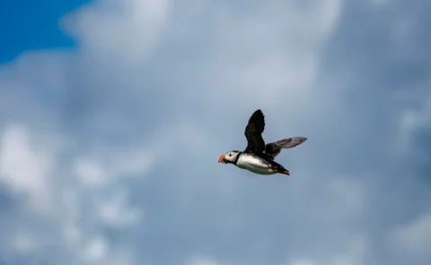 Puffin in flight Stock Photos