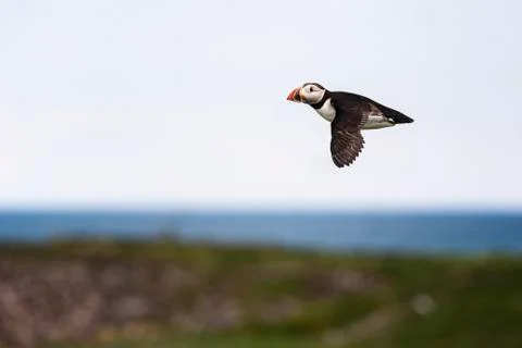 Puffin in flight Stock Photos