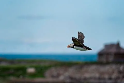 Puffin in flight Stock Photos