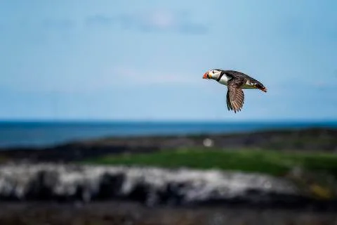 Puffin in flight Stock Photos