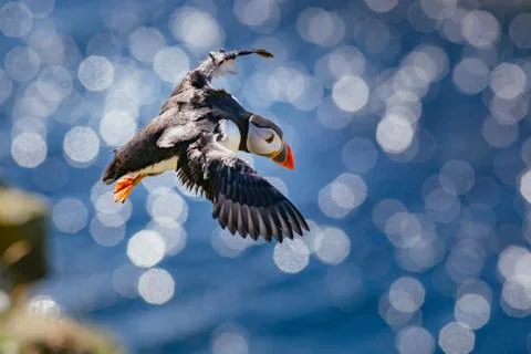 Puffin in flight Foto stock