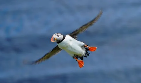 Puffin in Flight Foto stock