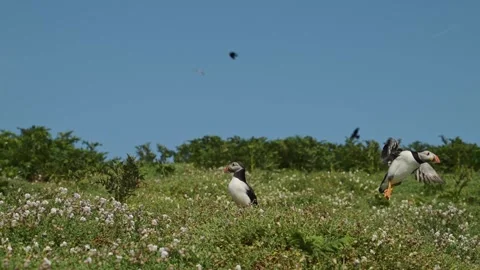Puffin Flying and Taking Off from Burrow on Skomer Island, Atlantic Puffins in Stock Footage 308204879