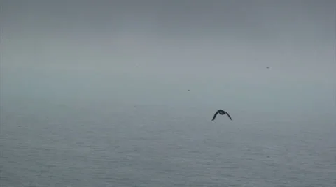 Puffin flying out into the sea - uneven Stock Footage 37319547