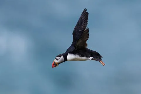 Puffin Flying Stock Photos
