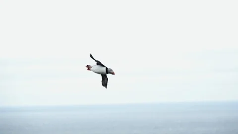 Puffin flying in super slow motion Stock Footage 124950200