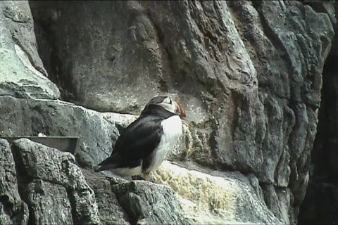 Puffin Video stock 106614