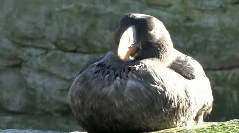 Puffin Stock-Footage 10916784