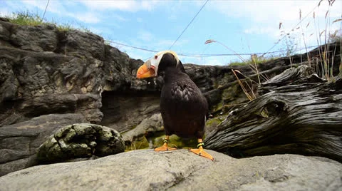 Puffin Stock Footage 22665177