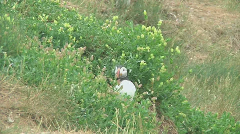 Puffin Stock Footage 25970109