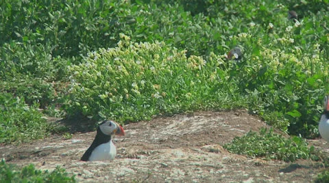Puffin Stock Footage 26058668
