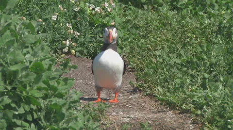 Puffin Video stock 26058732