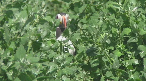 Puffin Stock Footage 26058912