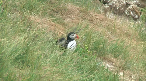 Puffin Stock Footage 26062390