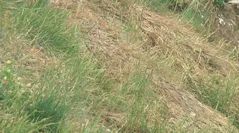 Puffin Stock Footage 26062711