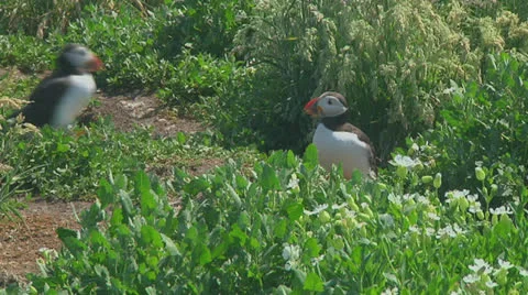 Puffin Stock Footage 26068600