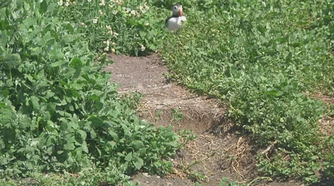 Puffin Stock Footage 26069146