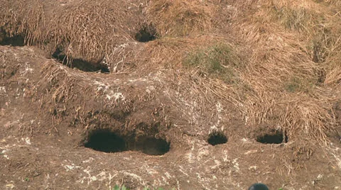 Puffin Stock Footage 26070853