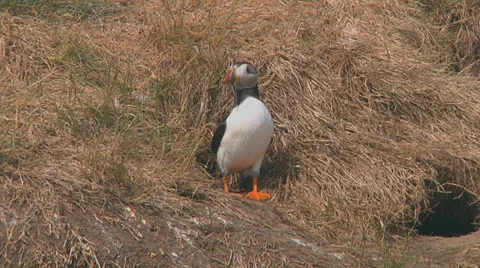 Puffin Stock Footage 26071545